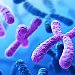 x chromosomes